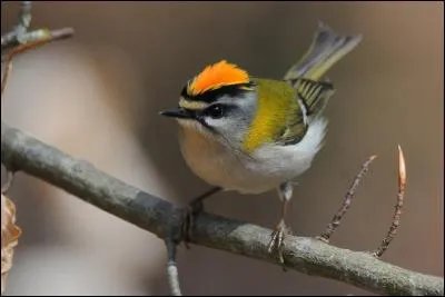 Quel est cet autre oiseau, à peine plus grand que le précédent, que l'on reconnaît grâce au motif facial ?