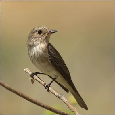 Quel est le gobemouche le plus commun d'Europe ?