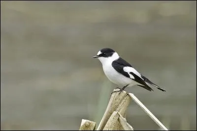 Ce gobemouche nous rend visite en période de reproduction, c'est à dire pour lui de mai à août, et s'en va ensuite hiverner en Afrique. C'est le...
