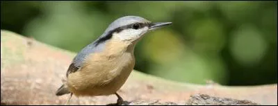 Quelle est la sittelle la plus répandue ?