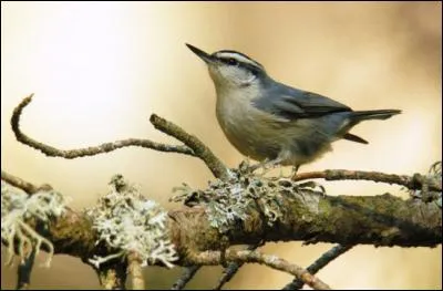 Quelle est cette sittelle, endémique d'une île française ?