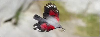 Quel est cet oiseau que l'on trouve, en montagne, sur les parois rocheuses abruptes ?