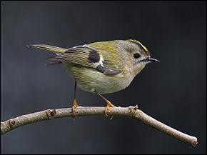 Quiz Oiseaux