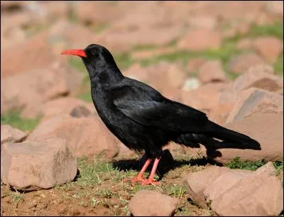 Quel est cet oiseau montagnard que l'on peut trouver jusqu'à plus de 3000m d'altitude ?