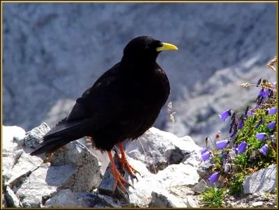 Quel est cet oiseau, qui ressemble aux jeunes du précédent, et qui peut vivre beaucoup plus haut ?