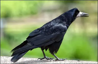 Quel est cet oiseau que l'on reconnait au bec ?