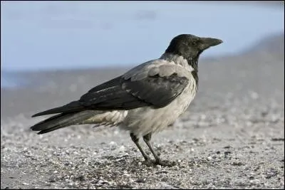 Quel est cet oiseau, l'un des plus communs d'Europe orientale ?