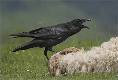 Quel est le plus grand des passereaux ?