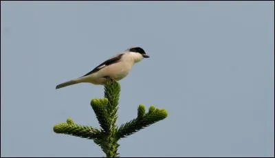 Quelle est cette pie-grièche, la plus rare de France, mais qui a une grande aire de répartition en Europe orientale ?