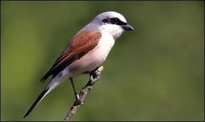 Quelle est la pie-grièche la plus commune ?