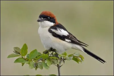 Quelle est cette pie-grièche répartie principalement autour de la Méditerranée ?