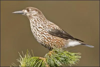 Quel est cet oiseau inféodé aux forêts de conifères ?