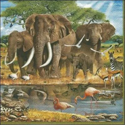 Compte les éléphants.