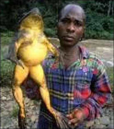 Quel est cet animal ?