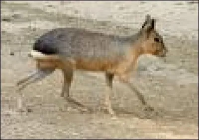 Quel est cet animal ?