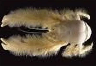 Quel est cet animal ?