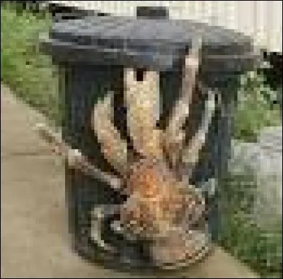 Quel est cet animal ?