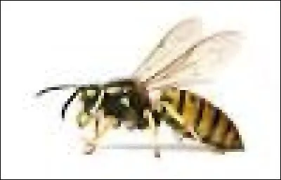 Quel est cet animal ?