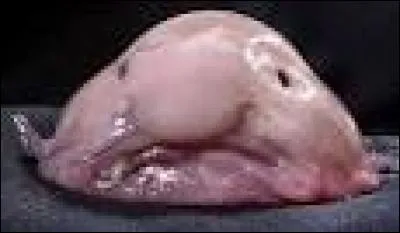 Quel est cet animal ?