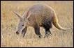 Quiz Animaux