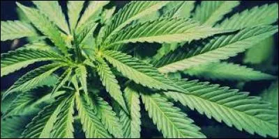 Dans quel pays la marijuana est-elle légale ?