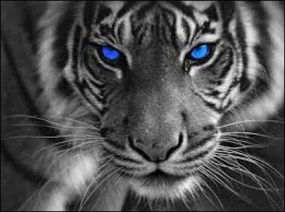 Qui a chanté "Eyes of the tiger" ?