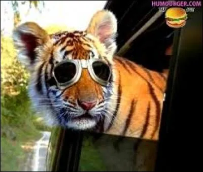 Sur les billets et les pièces de quel pays se trouve le tigre ?