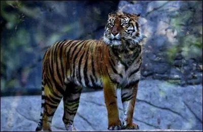 Combien reste-t-il de tigres sauvages ?