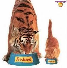 Quiz Tigres