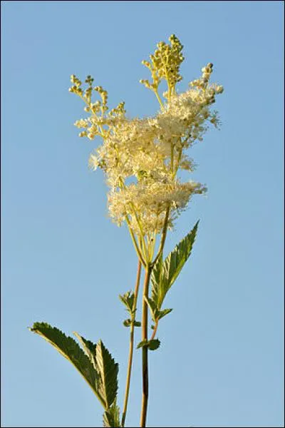 Quel est le nom de cette plante ?