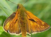 Quiz NE41 - Effet papillon