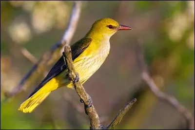 Quel est cet oiseau, tr&egrave;s difficile &agrave; observer malgr&eacute; ses couleurs vives et son chant caract&eacute;ristique ?