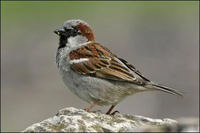 Quel est cet oiseau, que l'on pourrait compter parmi les esp&egrave;ces les plus communes d'Europe s'il n'&eacute;tait pas en r&eacute;gression depuis ces derni&egrave;res ann&eacute;es ?