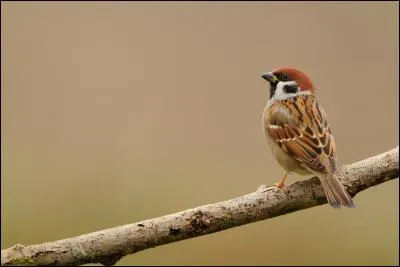 Quel est ce moineau, plus petit que le pr&eacute;c&eacute;dent, chez qui les sexes sont identiques ?