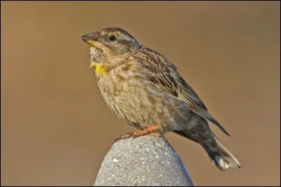 Quel est ce moineau qui niche dans des anfractuosit&eacute;s rocheuses ou des trous de murs ?