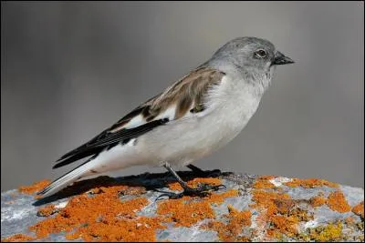 Quel est ce passereau exclusivement montagnard ?