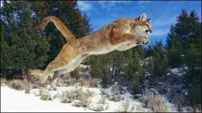 Pour quelle marque voit-on cet animal ?