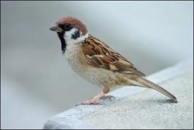 Pour quelle marque voit-on cet animal ?