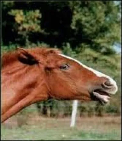 Sur la photo le cheval est...