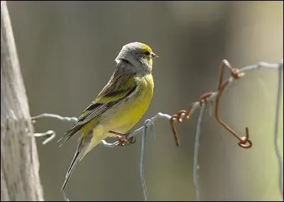 L'autre venturon est donc le...