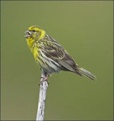 Quel est cet oiseau qui chante souvent perché sur un fil électrique ?