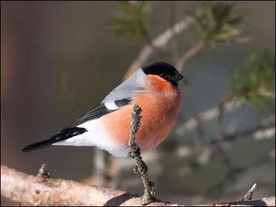 Quel est cet oiseau que l'on trouve dans les forêts ?