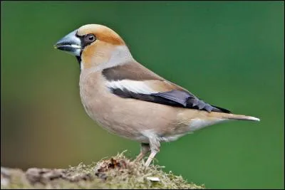 Quel est cet oiseau qui se nourrit des graines qu'il broie avec son bec ?