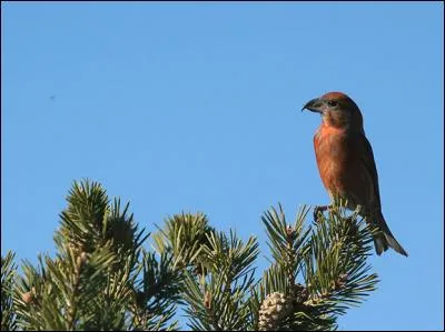 Quel est cet oiseau qui, grâce à son bec, parvient à extraire les graines des pommes de pin ?