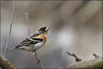Quel est le cousin nordique de l'oiseau de la question précédente ?