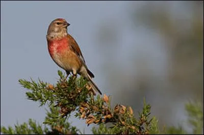 Quel est ce passereau que l'on peut trouver un peu partout dans les champs de France ?