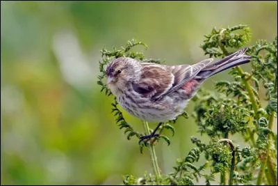 Quel est ce passereau que l'on trouve dans quasiment tous les pays d'Eurasie ?