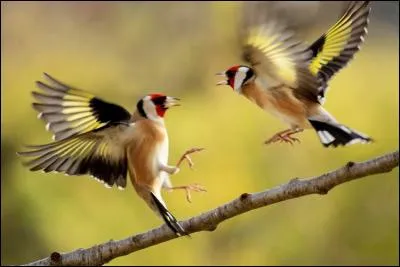 Quel est cet oiseau que l'on trouve facilement à la campagne ?
