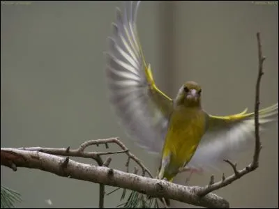 Quel est cet oiseau massif que l'on trouve chez nous toute l'année ?
