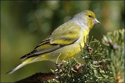 Il y a peu, les deux venturons présentés ici étaient considérés comme une même espèce. Quel est celui qui vit à plus basse altitude ?